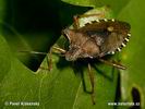 Pentatoma rufipes