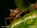 Pentatoma rufipes