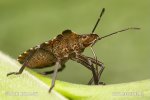 Pentatoma rufipes