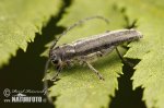 Phytoecia nigricornis