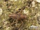 Plant Bug