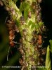 Plant-louse