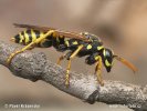 Polistes gallicus