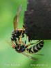 Polistes gallicus