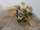 Polistes gallicus