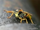 Polistes gallicus