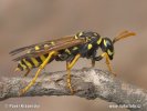 Polistes gallicus