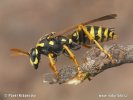 Polistes gallicus