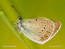 Polyommatus amandus