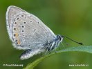 Polyommatus amandus