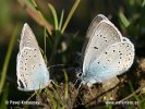 Polyommatus amandus