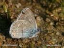 Polyommatus amandus