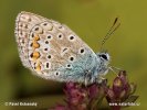 Polyommatus icarus