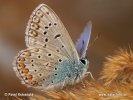 Polyommatus icarus