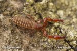 Pseudoscorpions