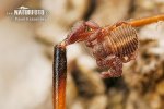 Pseudoscorpions