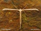 Pterophorus sp.