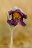 Pulsatilla pratensis subsp. bohemica