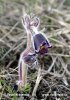 Pulsatilla pratensis subsp. bohemica