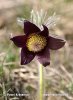 Pulsatilla pratensis subsp. bohemica