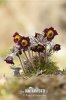 Pulsatilla pratensis subsp. bohemica