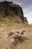 Pulsatilla pratensis subsp. bohemica