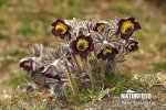 Pulsatilla pratensis subsp. bohemica