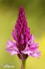 Pyramidal Orchid