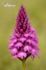 Pyramidal Orchid