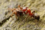 Raptiformica sanguinea