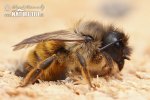 Red Mason Bee