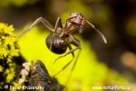 Reddish-brown European ant