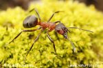 Reddish-brown European ant