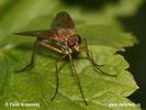 Rhagio sp.