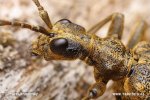 Rhagium mordax