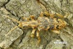 Rhagium mordax