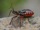 Rhynocoris iracundus