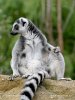 Ring-tailed lemur