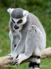 Ring-tailed lemur