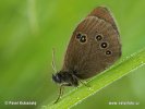 Ringlet