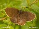 Ringlet