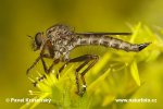 Robber Fly