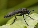 Robberfly