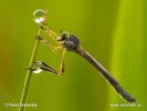 Robberfly