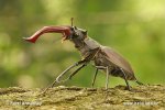 Stag Beetles