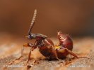 Rove Beetle