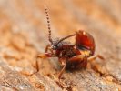 Rove Beetle