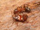 Rove Beetle