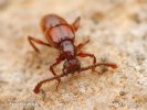 Rove Beetle