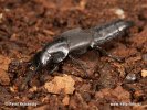 Rove Beetle